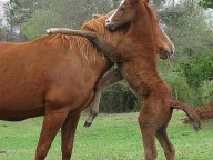 Lovastábor Mohácson 2016